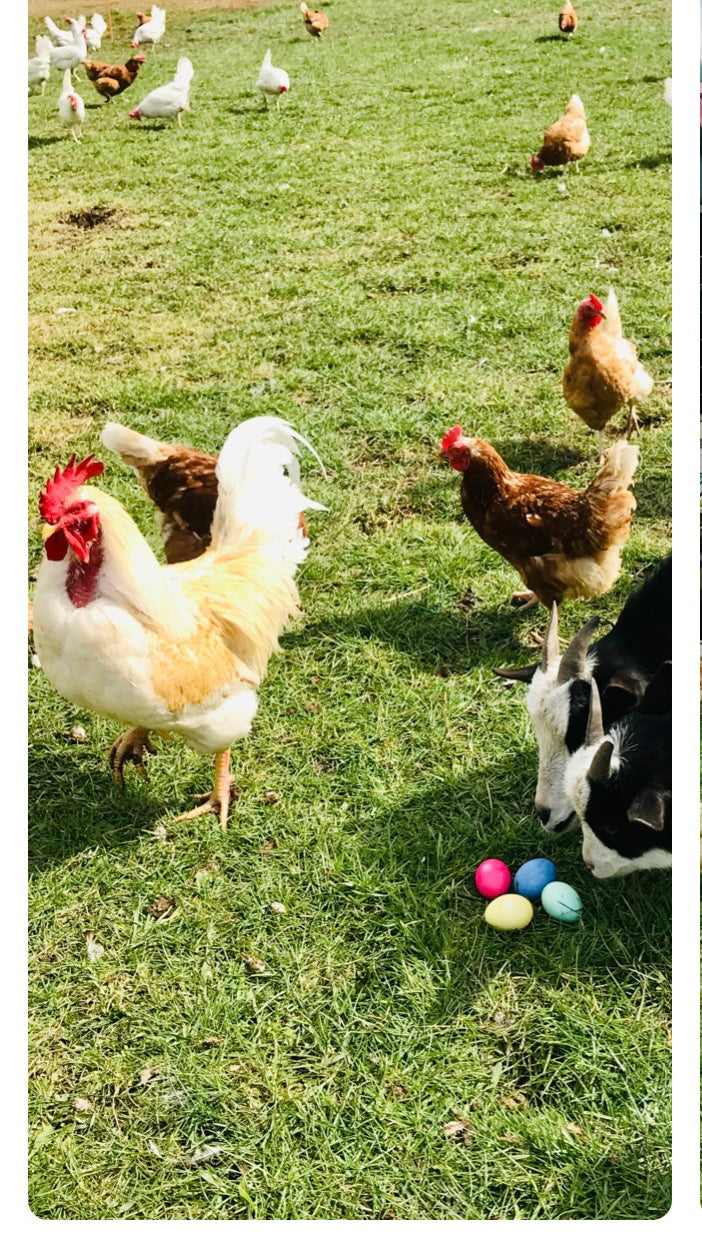 Ostern auf der Weidelandfarm
